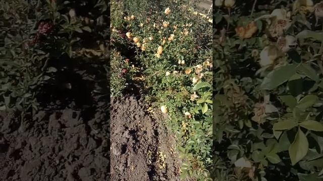 изумительный обильноцветущий яркий Пэт Остин!! смотреть онлайн