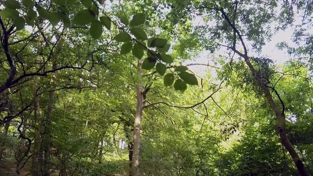 🎵6h Beautiful Forests HD - Calm Piano Music to Take a break/ Relax/ Feel Zen, Chill, Focus смотреть онлайн