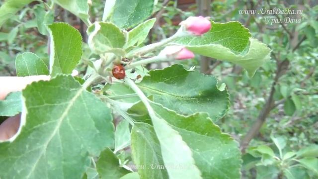 ОБЗОР ЖИЗНИ