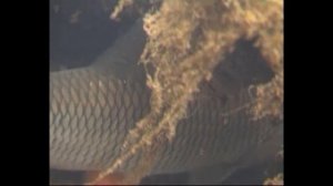 Подводная охота с Александром Кочубеем. Малые реки России. Особенности зимней и летней охоты