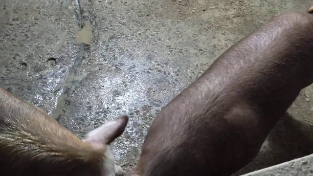 Супер-дюрок - свиноматка от Бога! Спорить бесполезно когда есть видео от начала до конца смотреть онлайн