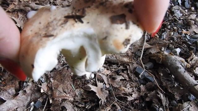 LACTARIUS MUSHROOM смотреть онлайн