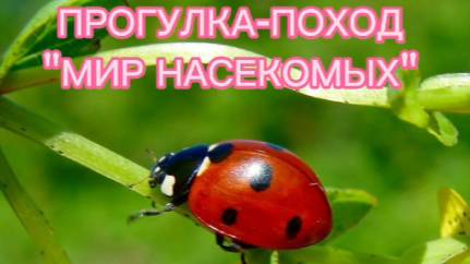 Прогулка-поход Мир насекомых смотреть онлайн