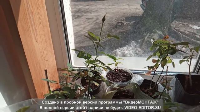 Микроцитрус Фаустраймедин. Обзор прививки смотреть онлайн