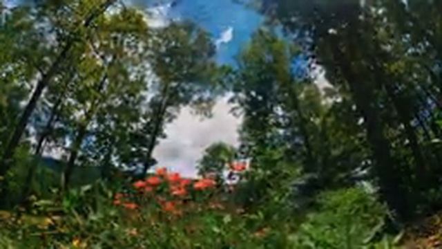 Звуки природы, пение птиц, Звуки Леса, для релаксации, сна, Медитации смотреть онлайн