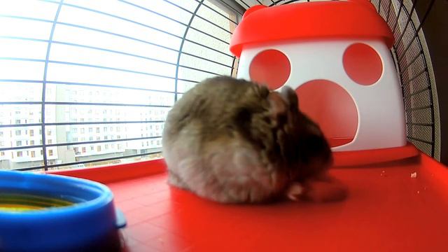 Джунгарский Хомяк Кушает Морковку в Варшаве и Чавкает! СМОТРЕТЬ ВСЕМ! смотреть онлайн