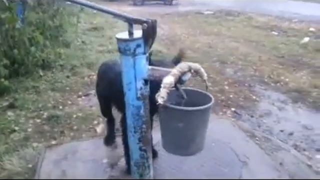 Житель Омской области научил собаку носить воду с колонки смотреть онлайн