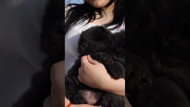 Щенки Миниатюрного Чау-Чау ✅ WhatsApp: 79776040005 смотреть онлайн