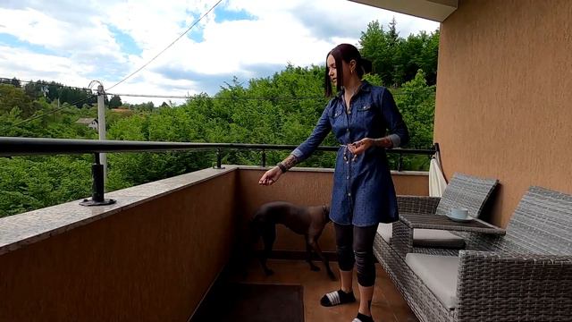 Teaching command "sit pretty" with the xolo puppy смотреть онлайн
