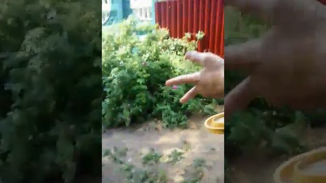 Шок! Нашли воробушка смотреть онлайн