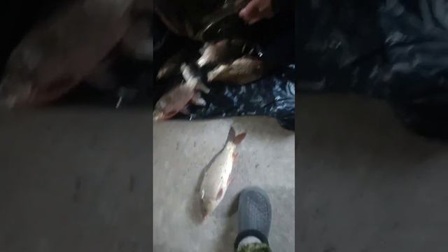 Краснодарский край Каневской районХутор Сладкий ЛиманУлица Широкая 373, +79884700041 смотреть онлайн