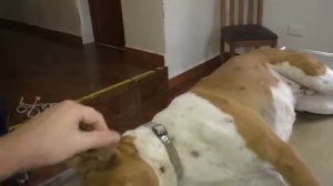 Remove mango worms from dog - Remove mango worms from dog skin Удалите манговых червей с кожи собак