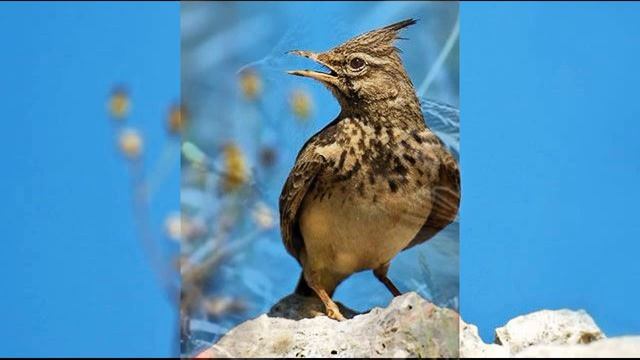 Голоса птиц Степной жаворонок смотреть онлайн