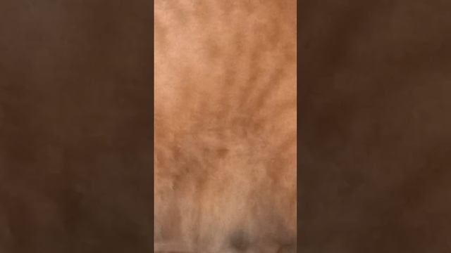 Кот Рыжик на кресле, животные