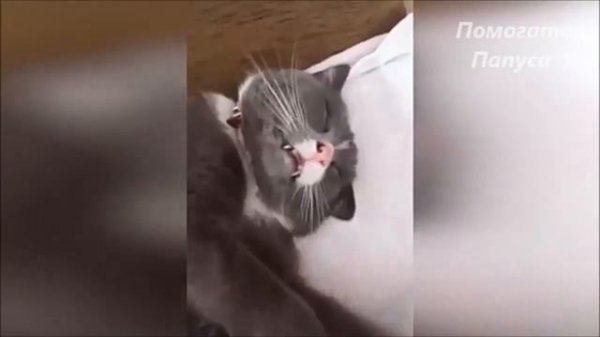 Говорящие коты! Сборник №28 / Talking cats! Collection №28