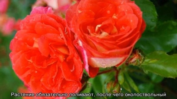 Роза Братья Гримм (Gebruder Grimm) — что это за сорт, описание