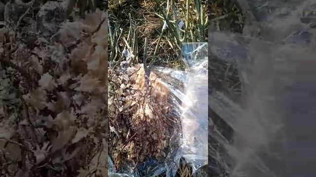 посылка с питомника Цветник 54 смотреть онлайн