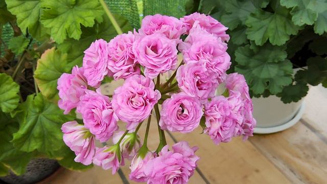 #1. Знакомство с моей коллекцией пеларгоний,обзор цветения сортов смотреть онлайн