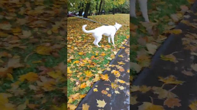 Перевозбуждение БШО. Джули 15 мес.