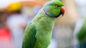 Детская песенка "Мы едем,едем,едем в далёкие края."