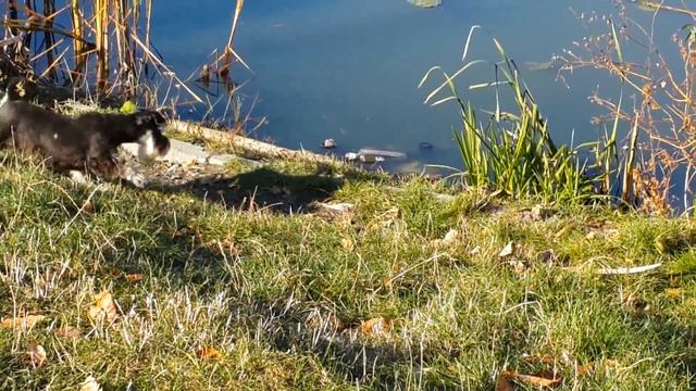 Крысогон смотреть онлайн