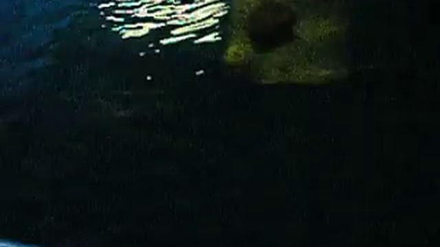 Кормление личинки белуги смотреть онлайн