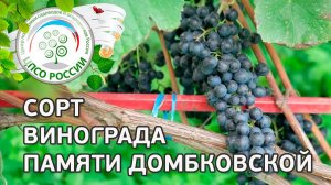 Сорт винограда Памяти Домбковской.  Описание сорта винограда Памяти Домбковской.