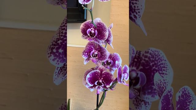 Purple Lady, Cultivation, Summer Love, Body Language (Пандора биг лип) Orchids. Новинки сентября.