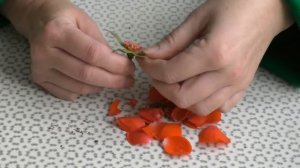 Главный секрет укоренения роз из букета