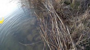 Рыбалка на Волго-Донском канале! Клёв окуней и судаков)/Волгодонск