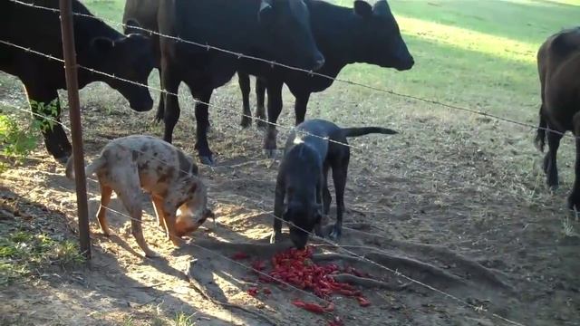 Catahoulas Vs Black Angus Round 2