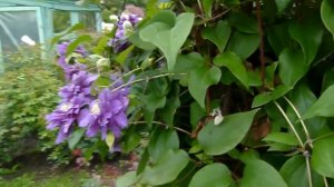 Клематис Кири те Канава