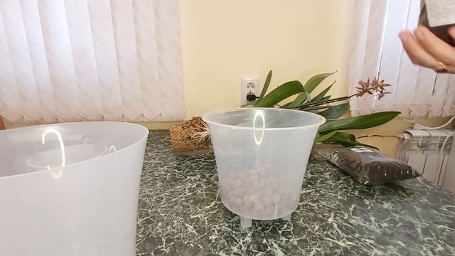 Пересадка ОГРОМНОЙ орхидеи перевалкой в Готовый грунт для орхидей орхо?рай БРАССИЯ смотреть онлайн