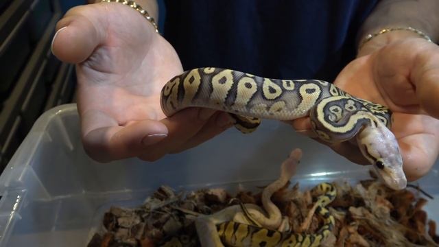 WORLDS FIRSt Ball Python Clutch Update! Why Do I Cut Eggs? смотреть онлайн