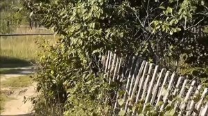 Ленинград "Красная смородина"