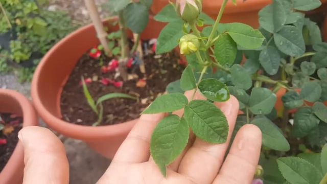 Tricolore De Flandre / Parmentier 1844 - Rosier - Rose - Rosa