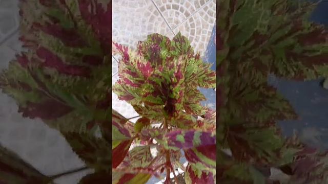 COLEUS WIZARD MOSAIC