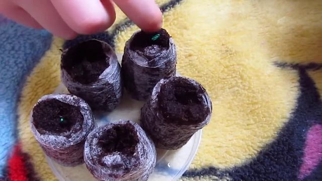 Пеларгония зональная Рафаэлла F1 (Pelаrqonium zonаle), белая/Посев в таблетки. смотреть онлайн