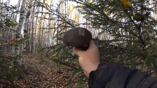 ВОТ ЭТО ЗАКРЫЛ СЕЗОН | СБОР БЛАГОРОДНЫХ ГРИБОВ В ПЕРМСКОМ КРАЕ смотреть онлайн