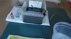 Эпин и фитоспорин - супер раствор для замачивания семян перца, томатов, баклажан, рассады