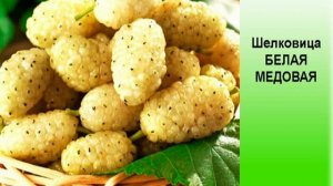 Шелковица БЕЛАЯ МЕДОВАЯ