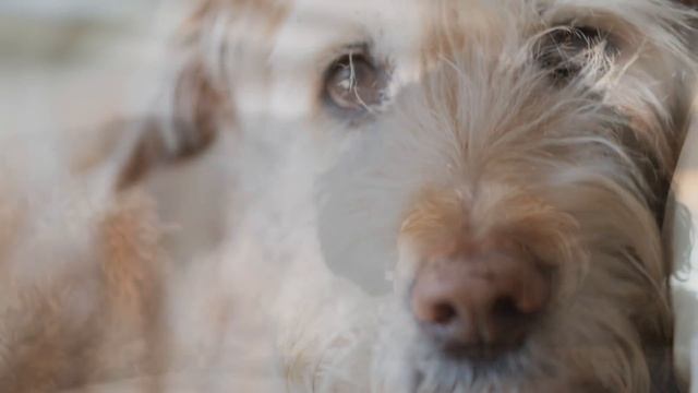 Animal Eye AF is here, but... (Sony a7 III/a7R III Firmware Update) смотреть онлайн