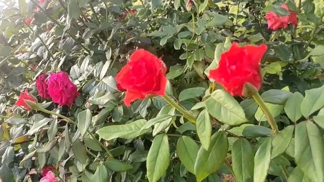 my lovely rose plant // roses // beautiful roses смотреть онлайн