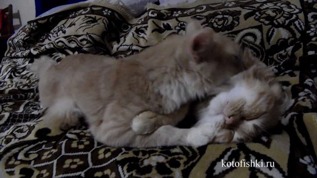Коты обнимаются, кошачьи нежности | Кото-релакс :) | Kittens are resting смотреть онлайн