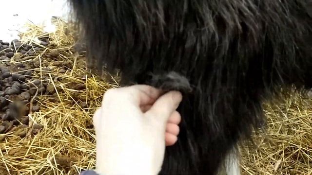 Март. Шетлендские пони в Кирове. смотреть онлайн