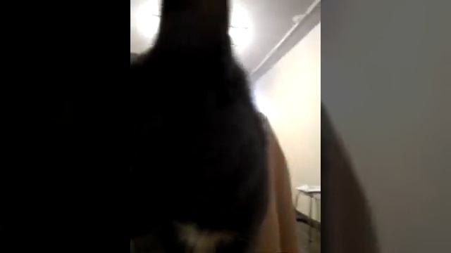 Глажу киску смотреть онлайн