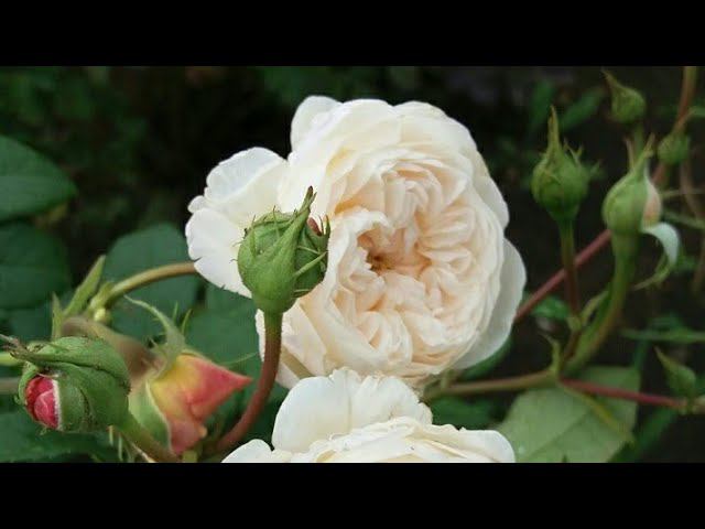 Дачный влог. Розы. Погода. Почки не спят. смотреть онлайн