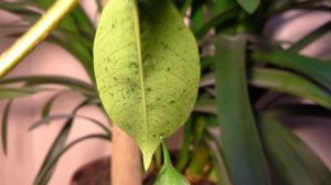 Болезни и вредители Дипладении (Мандевиллы).