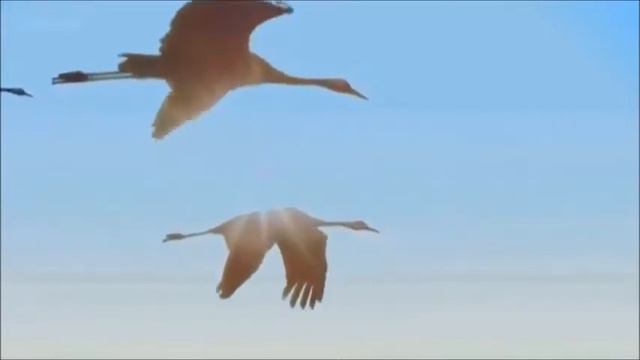 Сергей Какенов - Птицы(2020) смотреть онлайн