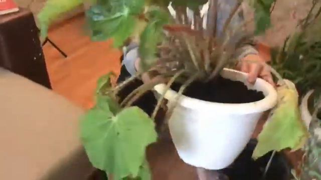 Перевалка и пересадка комнатных цветов! смотреть онлайн